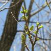 Pecan Budbreak