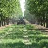 Pecan Spraying