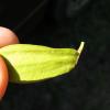 Pecan Nut Casebearer Egg
