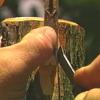 Inlay Bark Grafting