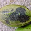 Pecan Scab Disease